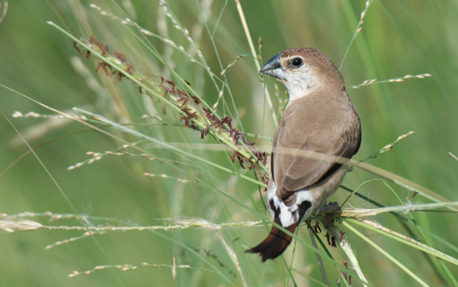 Indian Silverbill - Fareed Mohmed