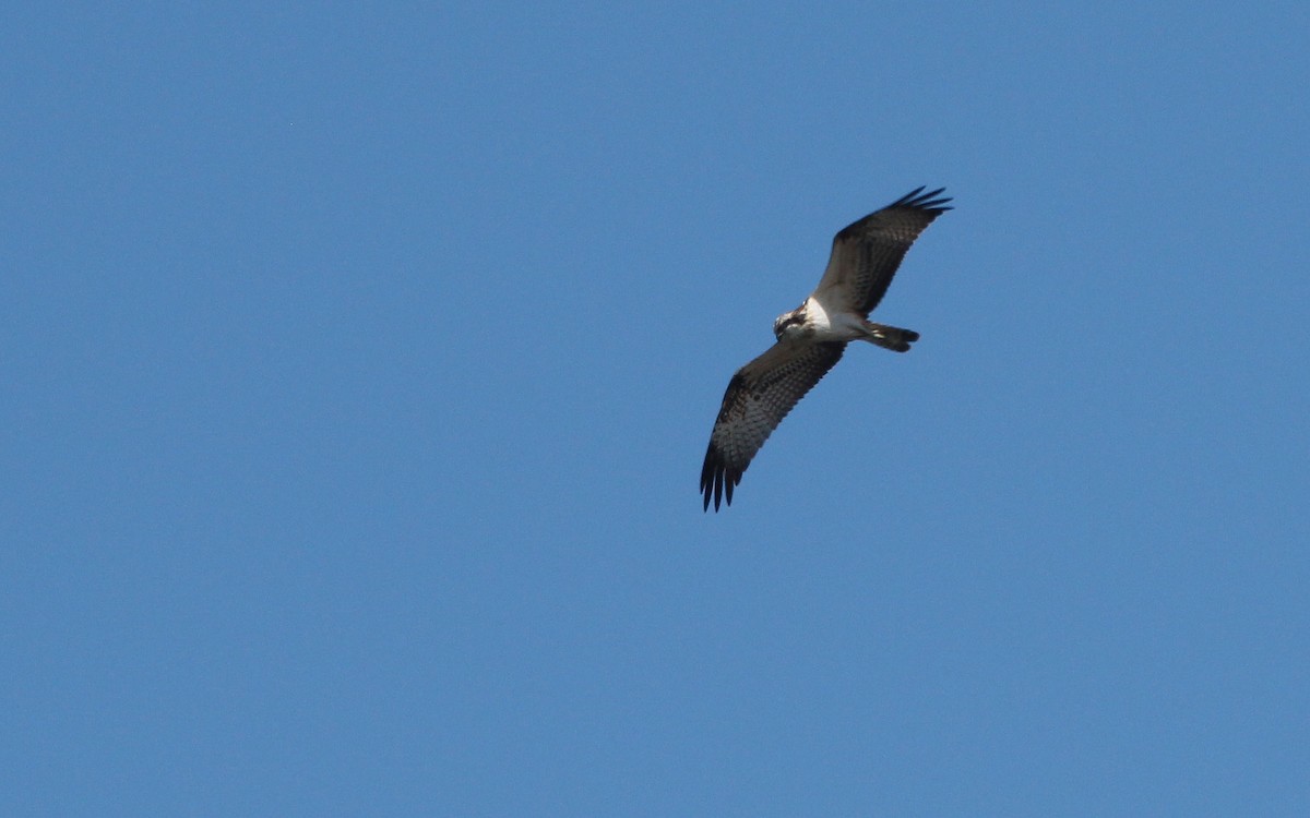 Águila Pescadora (haliaetus) - ML114208541