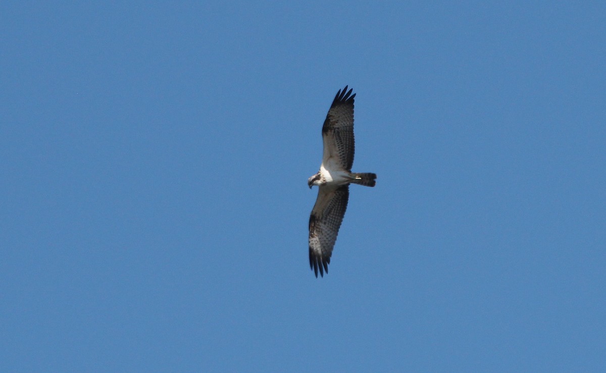 Águila Pescadora (haliaetus) - ML114208551