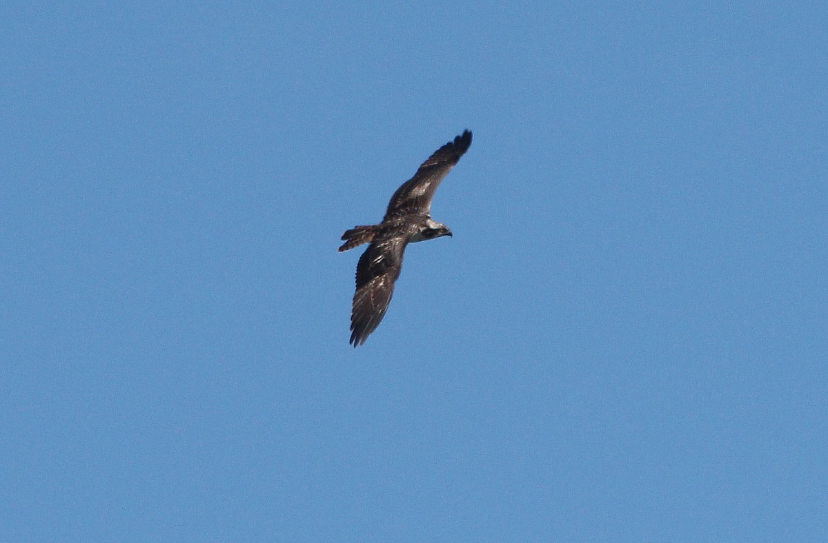 Águila Pescadora (haliaetus) - ML114208581