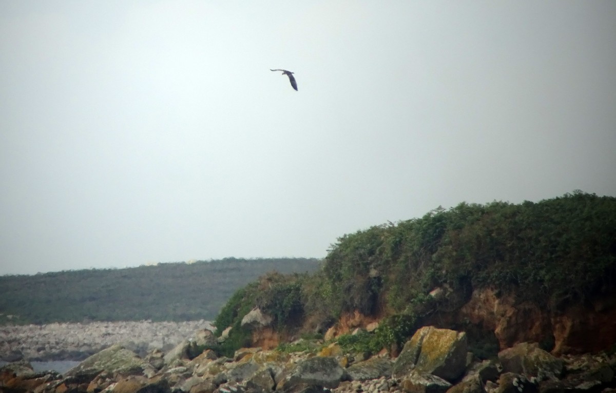 Águila Pescadora (haliaetus) - ML114208591