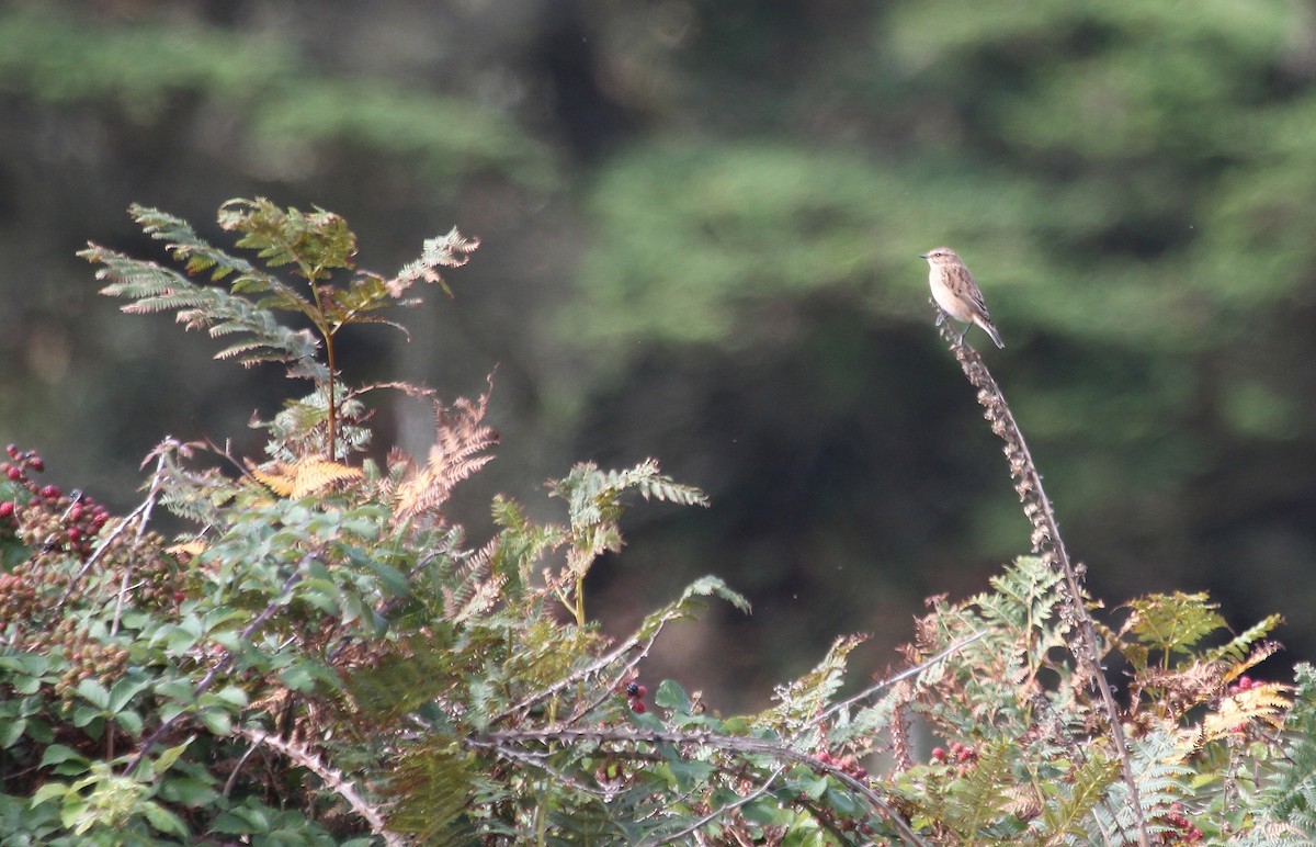 Whinchat - ML114208761