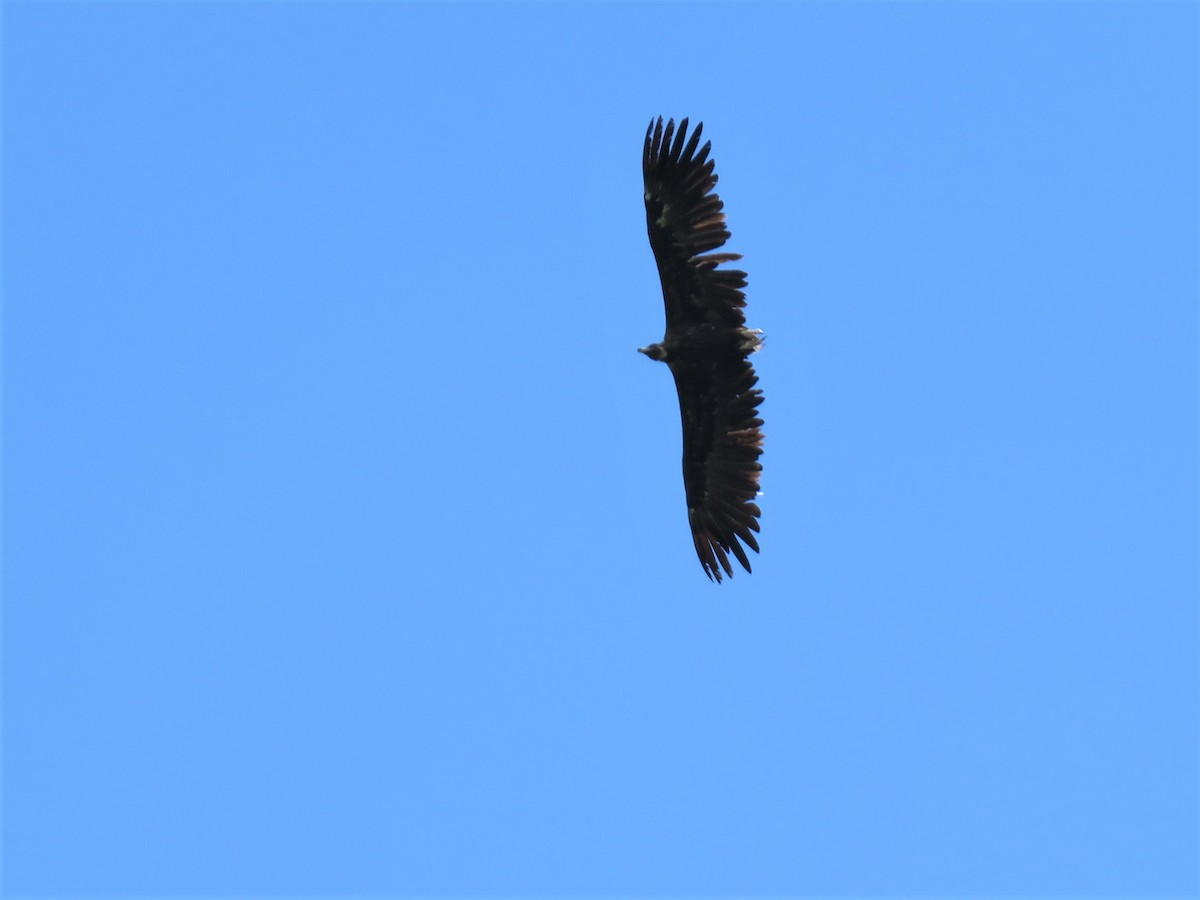Cinereous Vulture - ML114209161