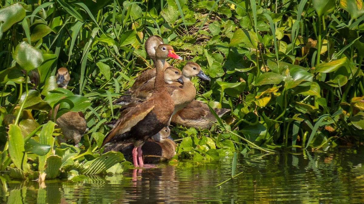 Black-bellied Whistling-Duck - Aquiles Brinco