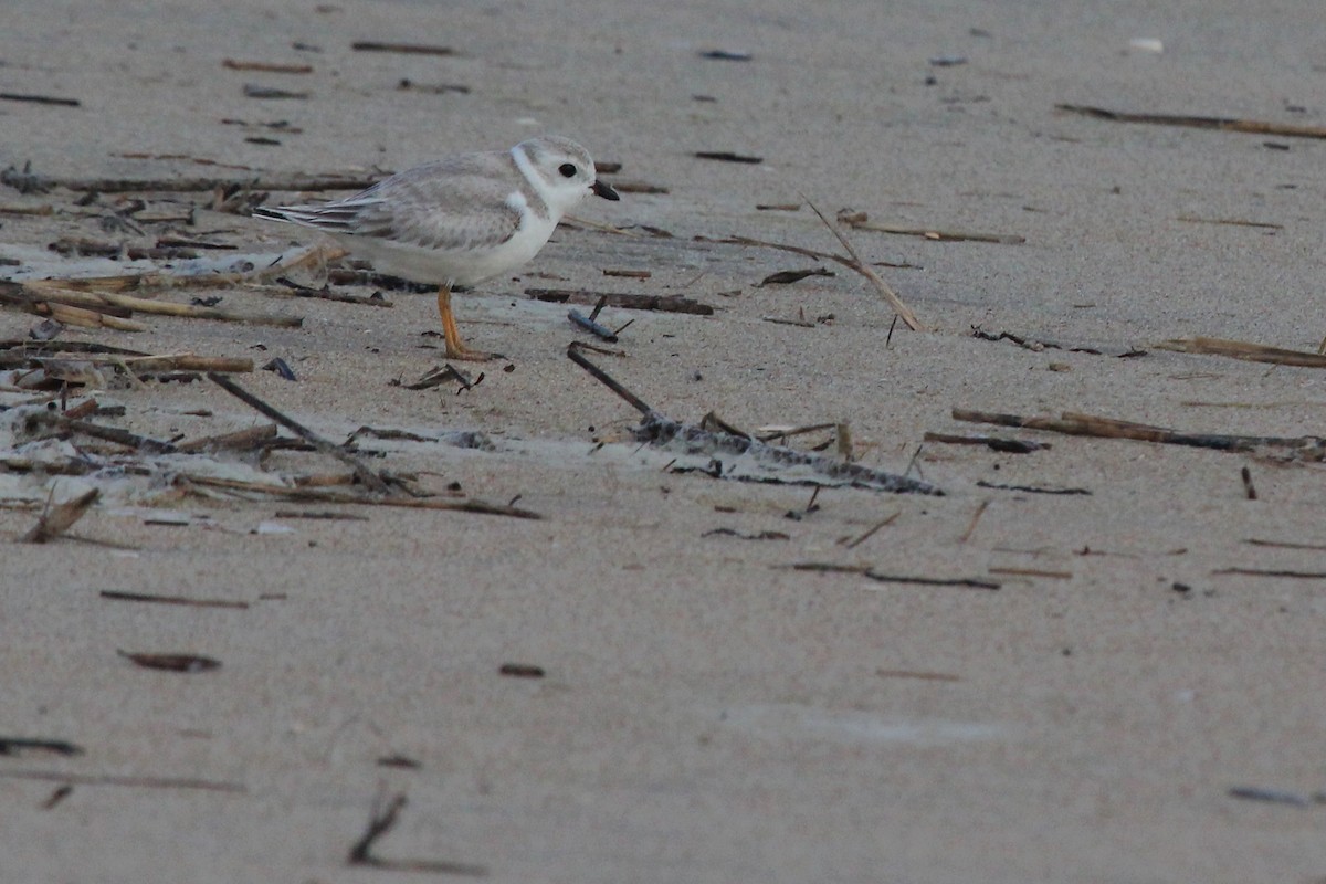 Piping Plover - ML114211511