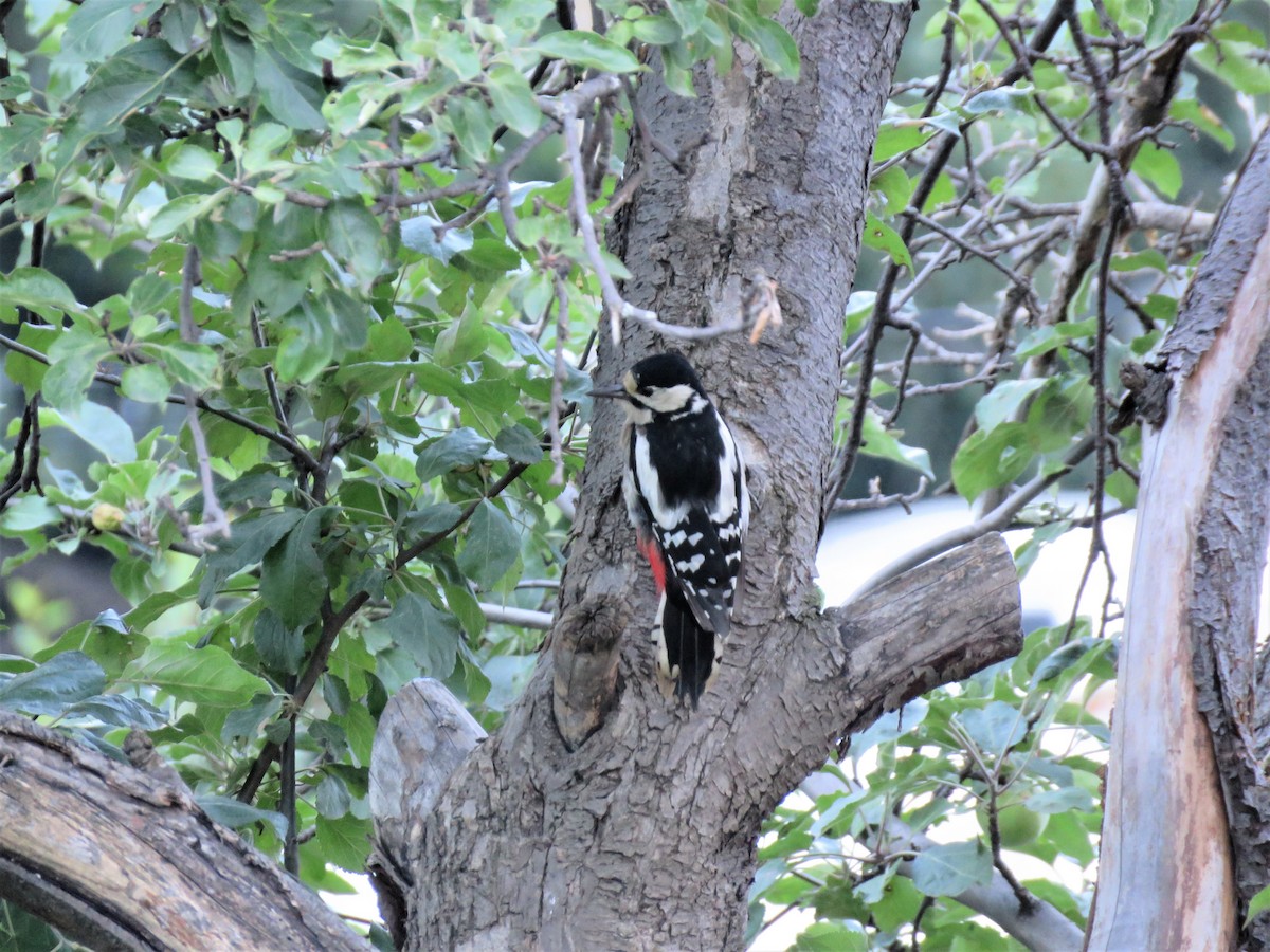 Great Spotted Woodpecker - Hugo Foxonet