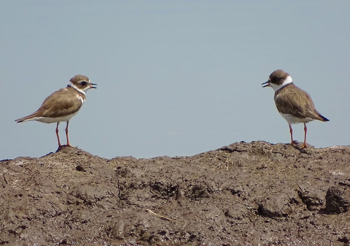 Semipalmated Plover - ML114214091