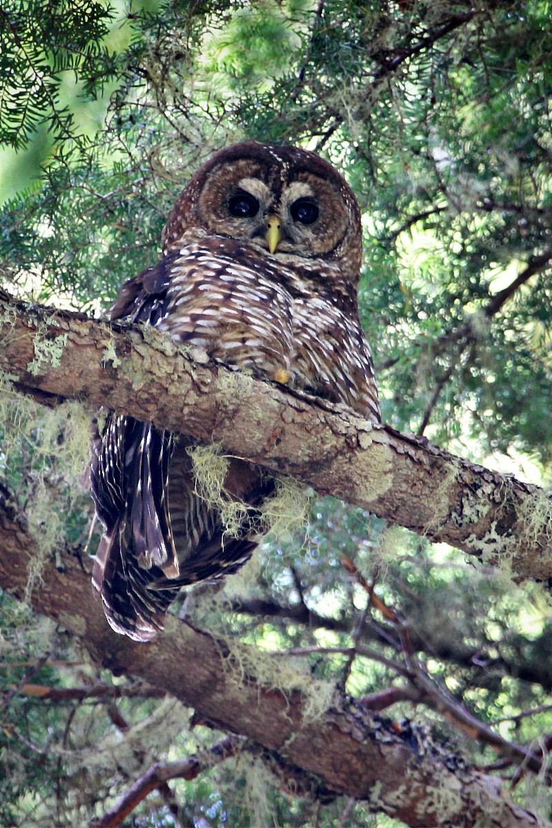 Spotted Owl - ML114217181