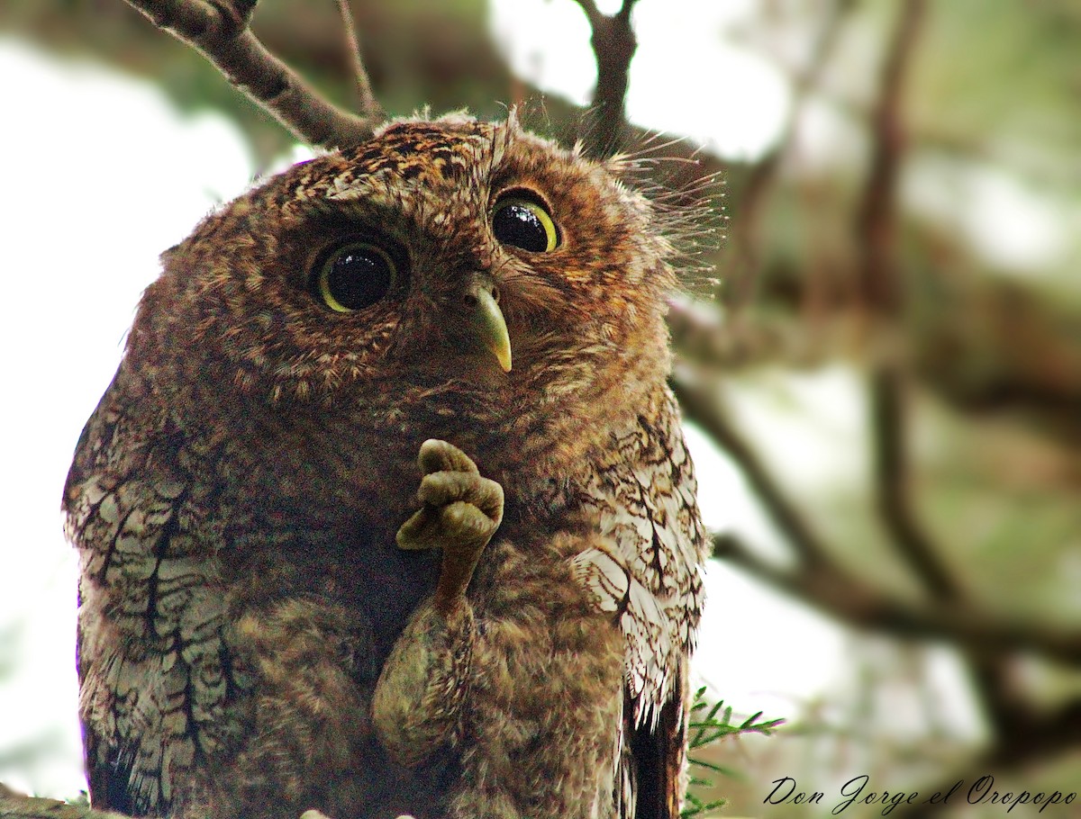 Bare-shanked Screech-Owl - ML114217671