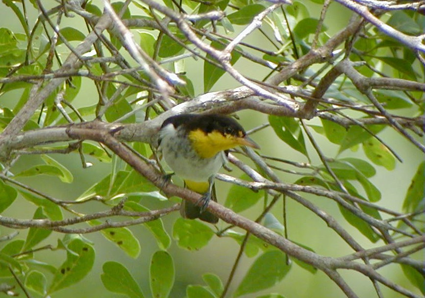 Yellow-backed Tanager - ML114219361