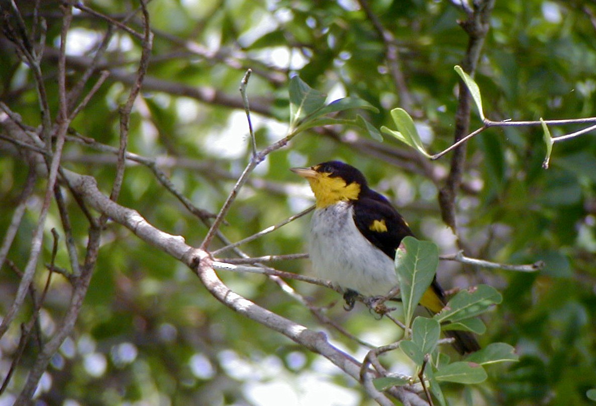 Yellow-backed Tanager - ML114219381