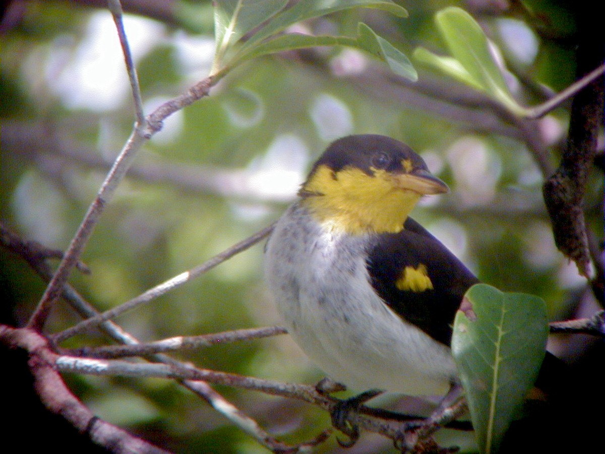Yellow-backed Tanager - ML114219391