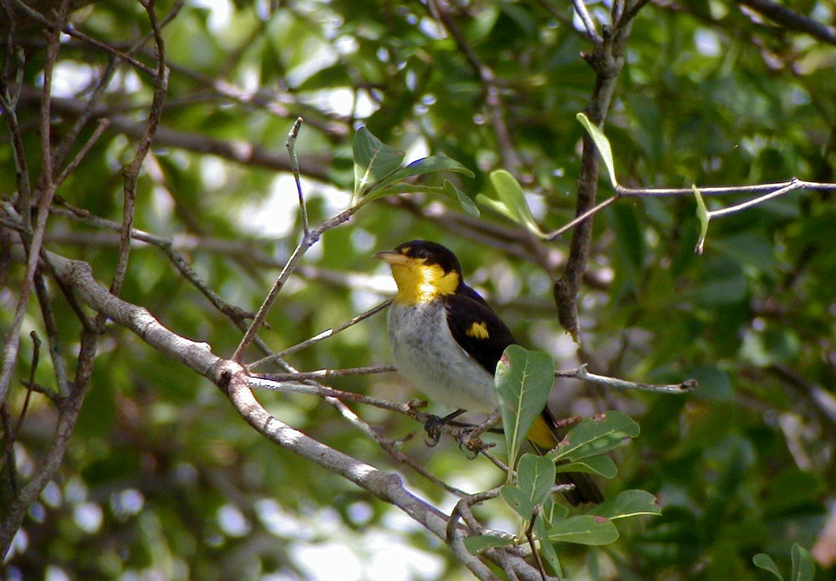 Yellow-backed Tanager - ML114219401