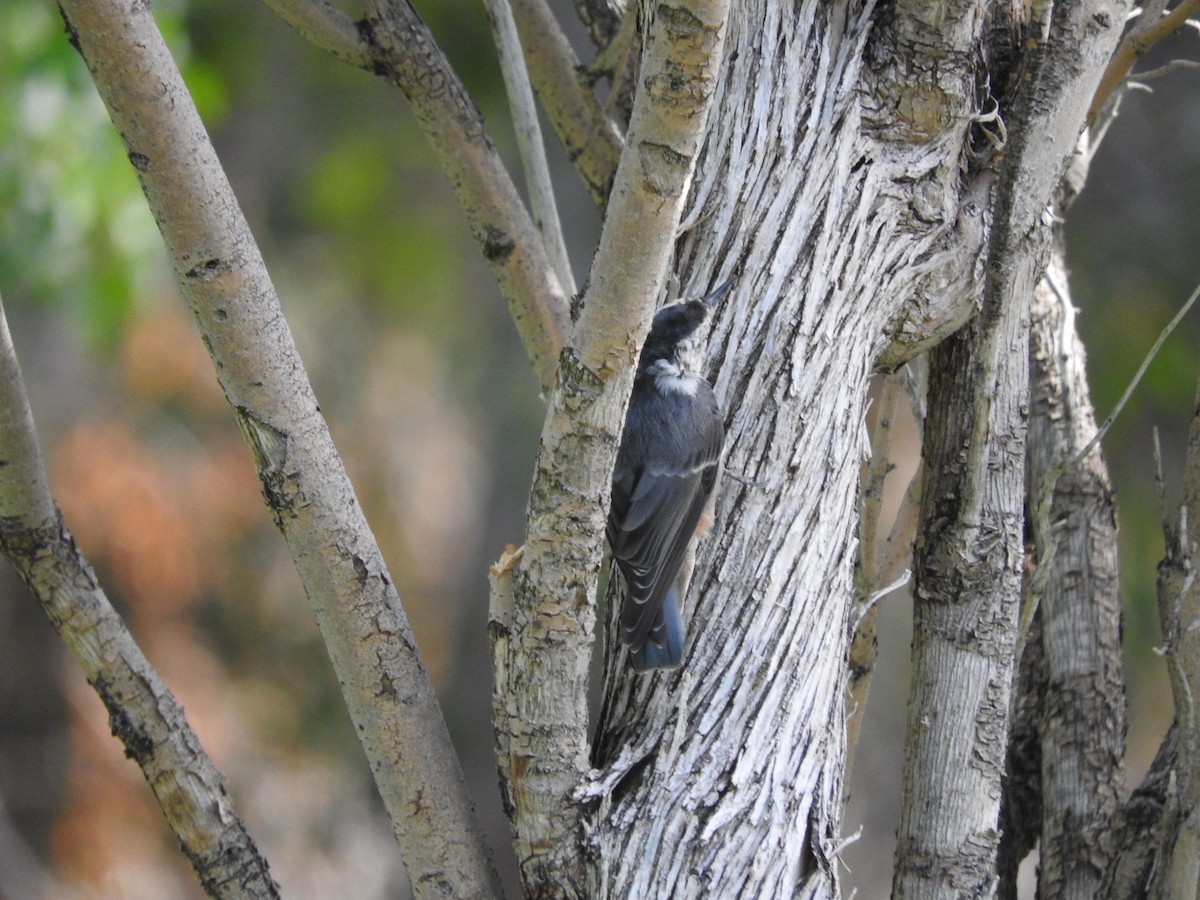 White-breasted Nuthatch - ML114220311