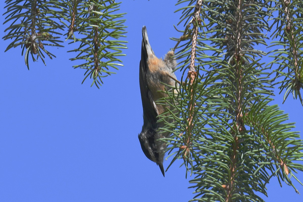 Red-breasted Nuthatch - Annette McClellan