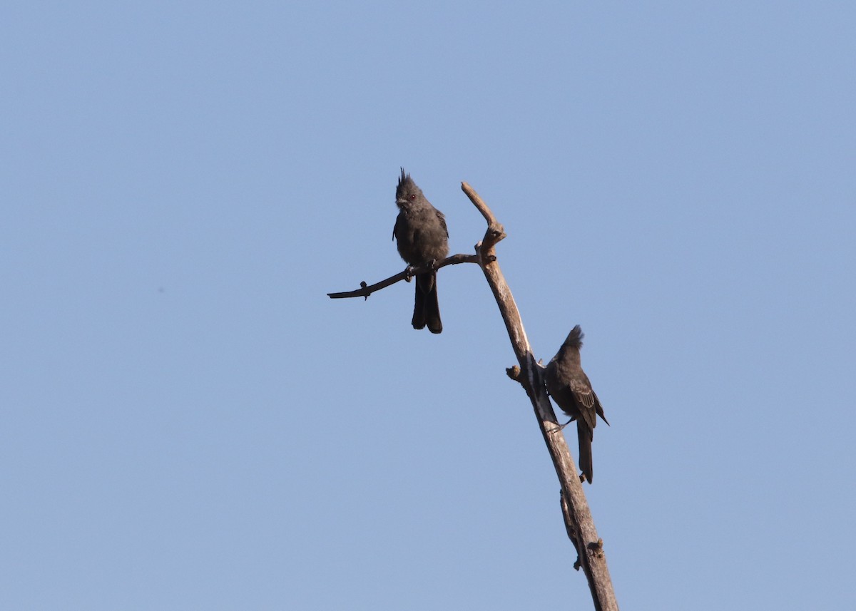 Phainopepla - Pair of Wing-Nuts