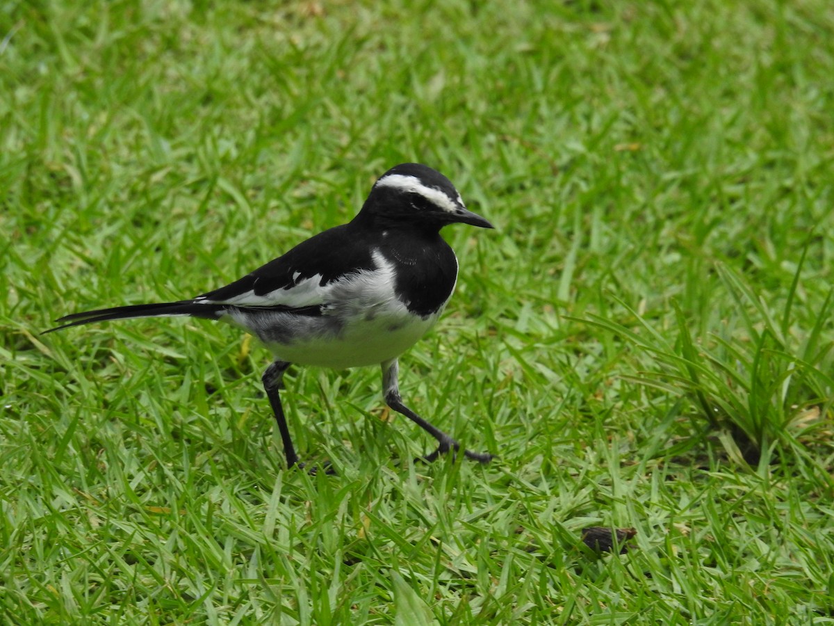 White-browed Wagtail - ML114229441