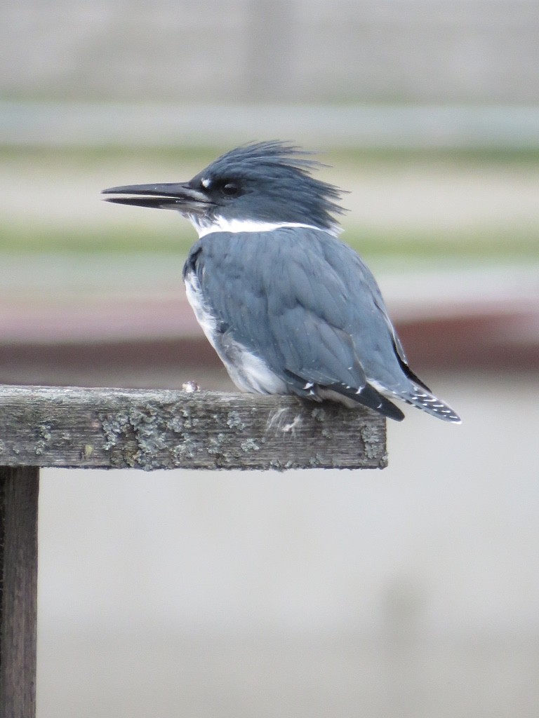 Belted Kingfisher - Cathy  Ross
