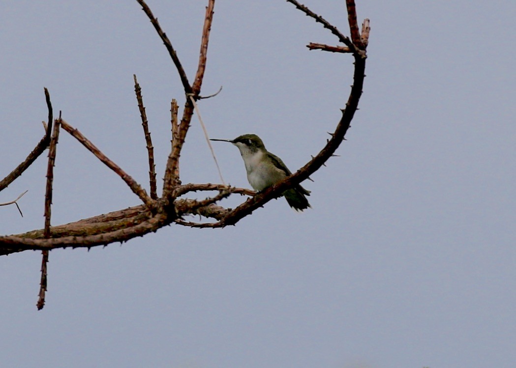 Ruby-throated Hummingbird - Jon Isacoff