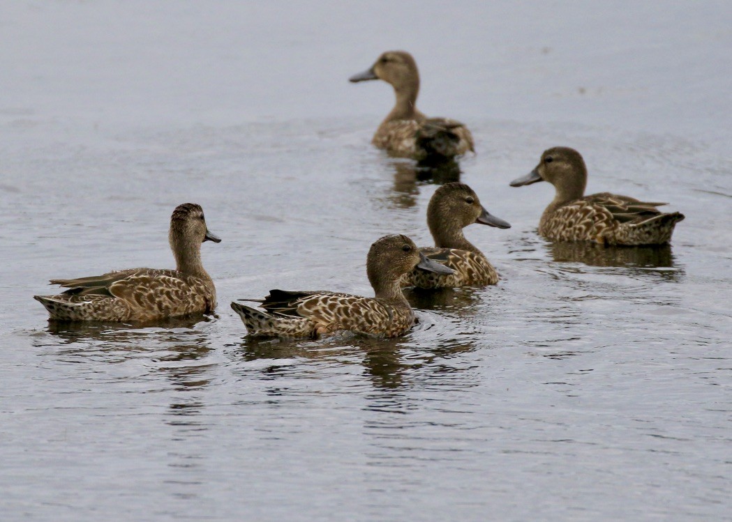 Blue-winged Teal - ML114233681