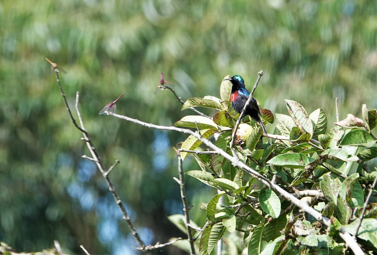 Red-chested Sunbird - ML114234451