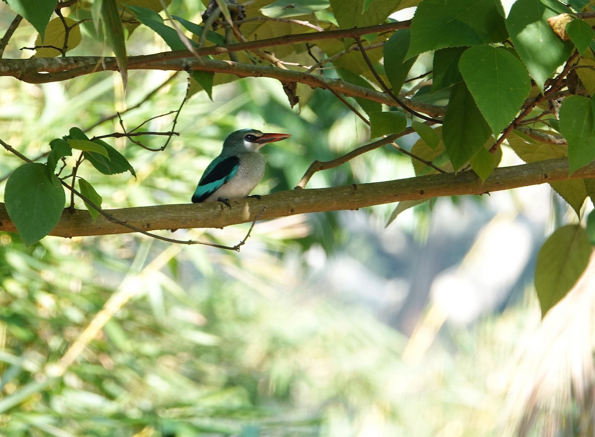 Woodland Kingfisher - Paul Prior