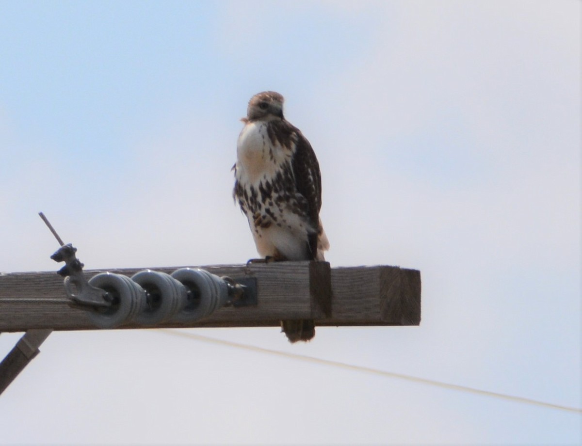 Red-tailed Hawk - ML114238061