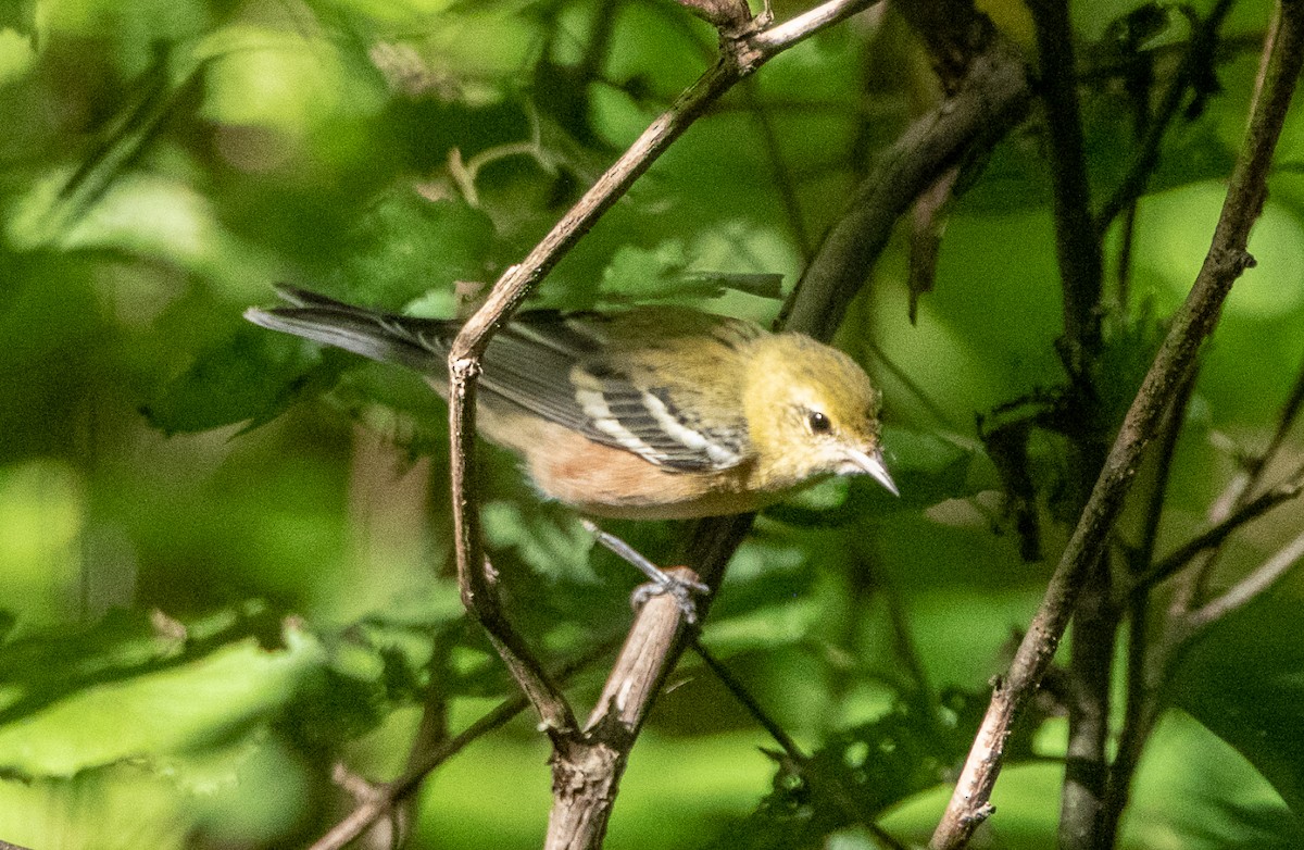 Bay-breasted Warbler - ML114238591