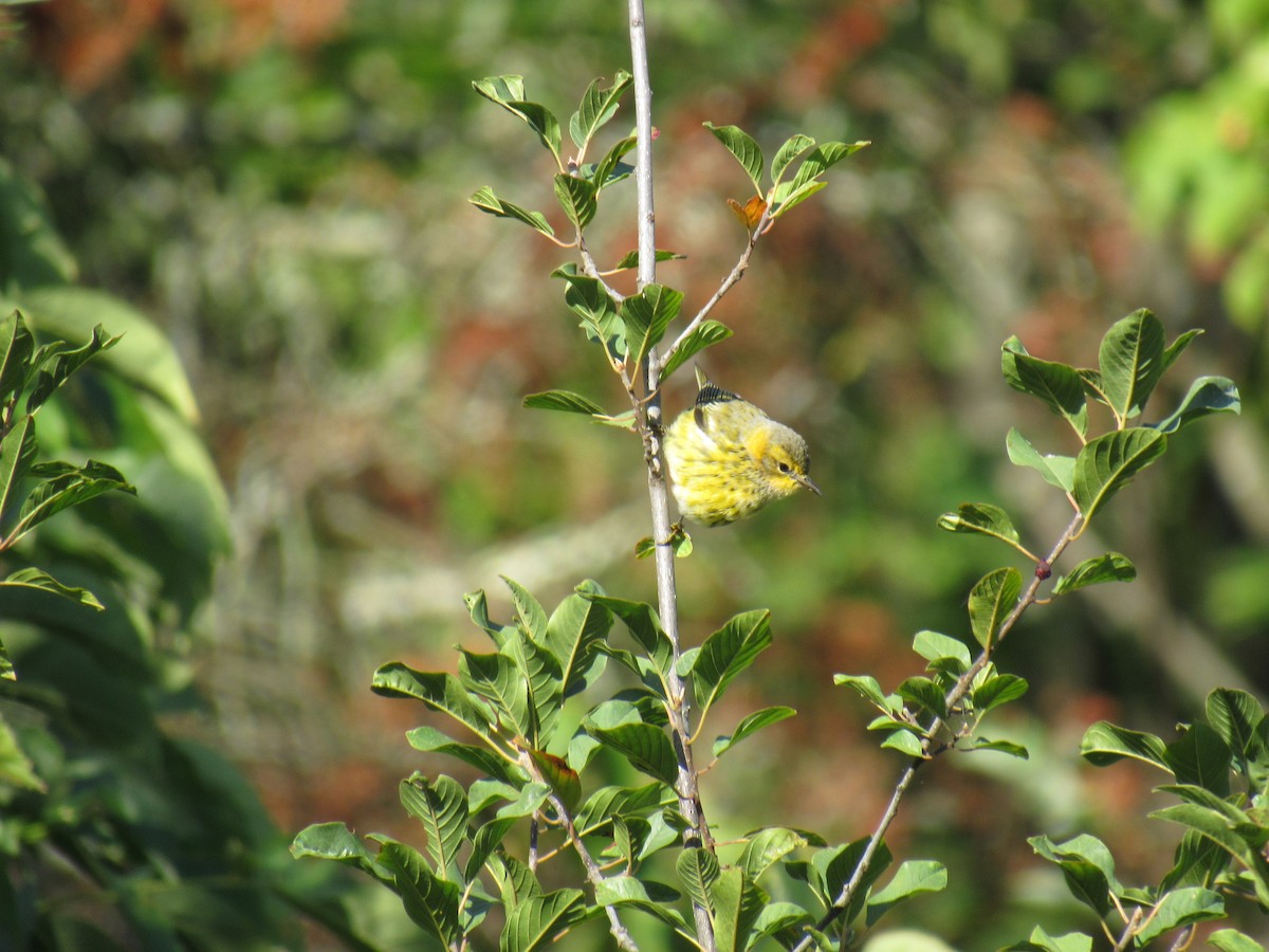 Cape May Warbler - ML114239881