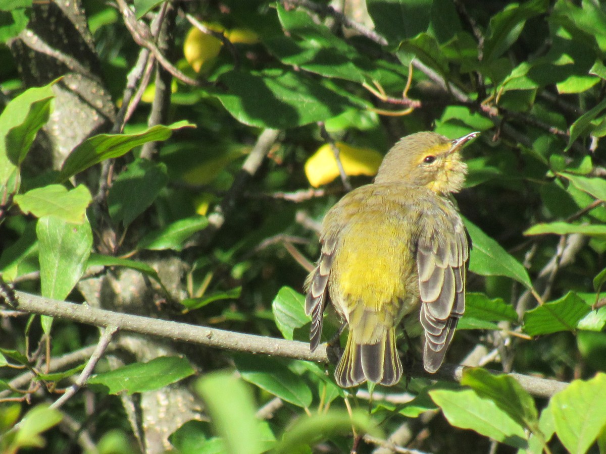 Cape May Warbler - Ethan Hobbs
