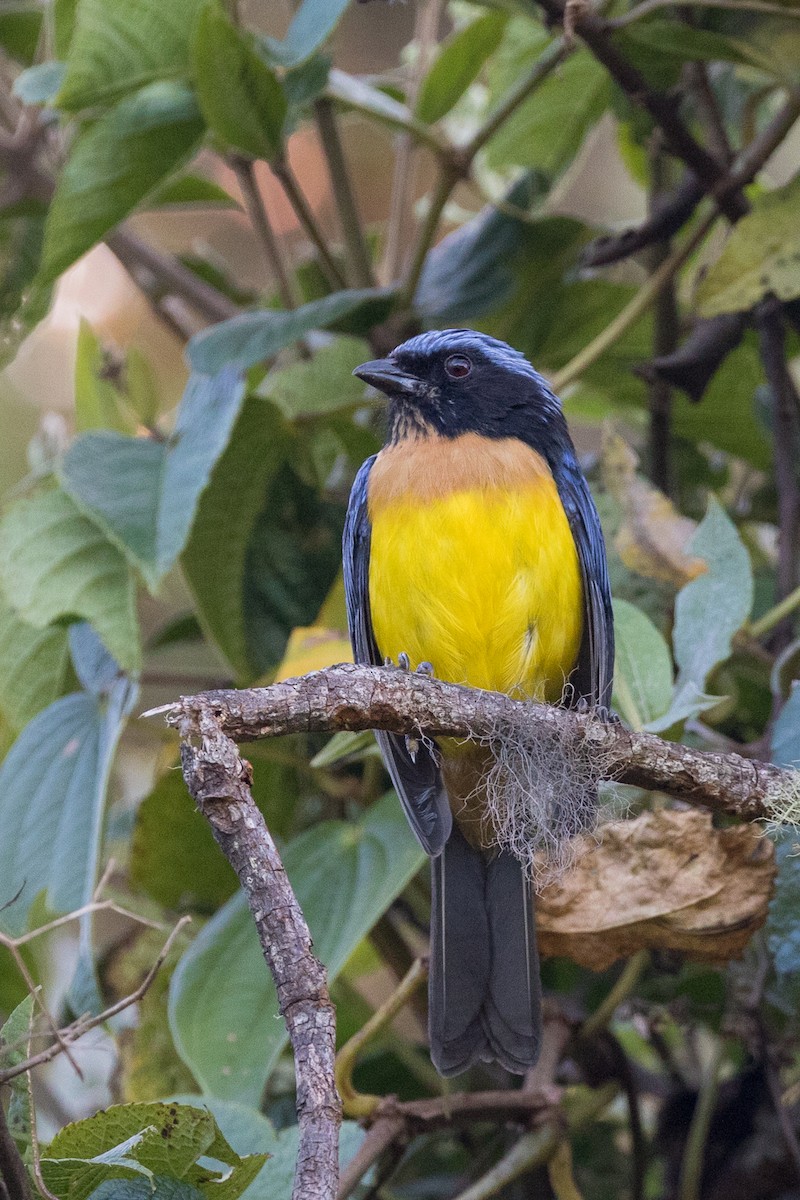 Buff-breasted Mountain Tanager (Carriker's) - Rob Felix