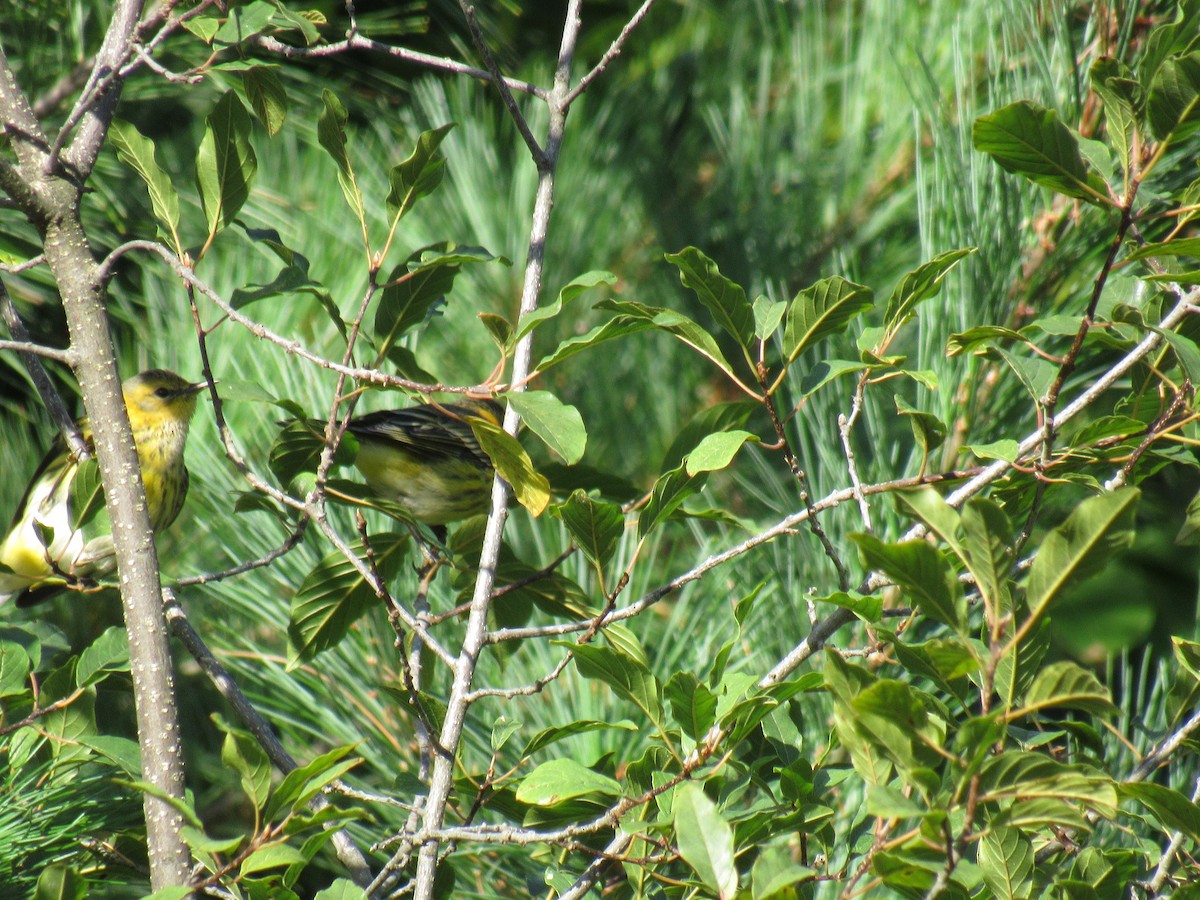 Cape May Warbler - ML114240141