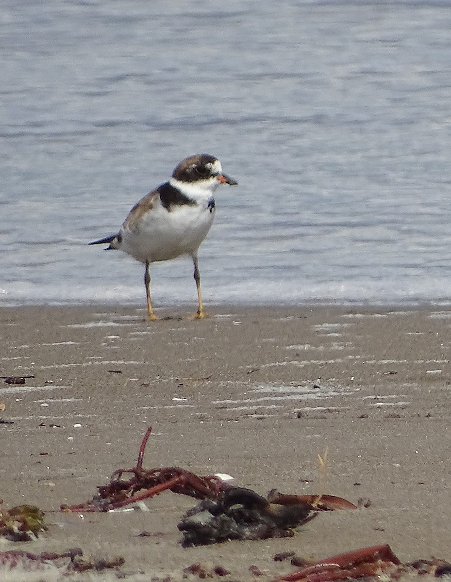 Semipalmated Plover - ML114243961