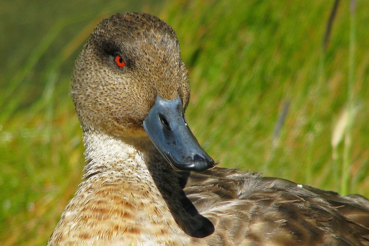 Crested Duck - ML114244321