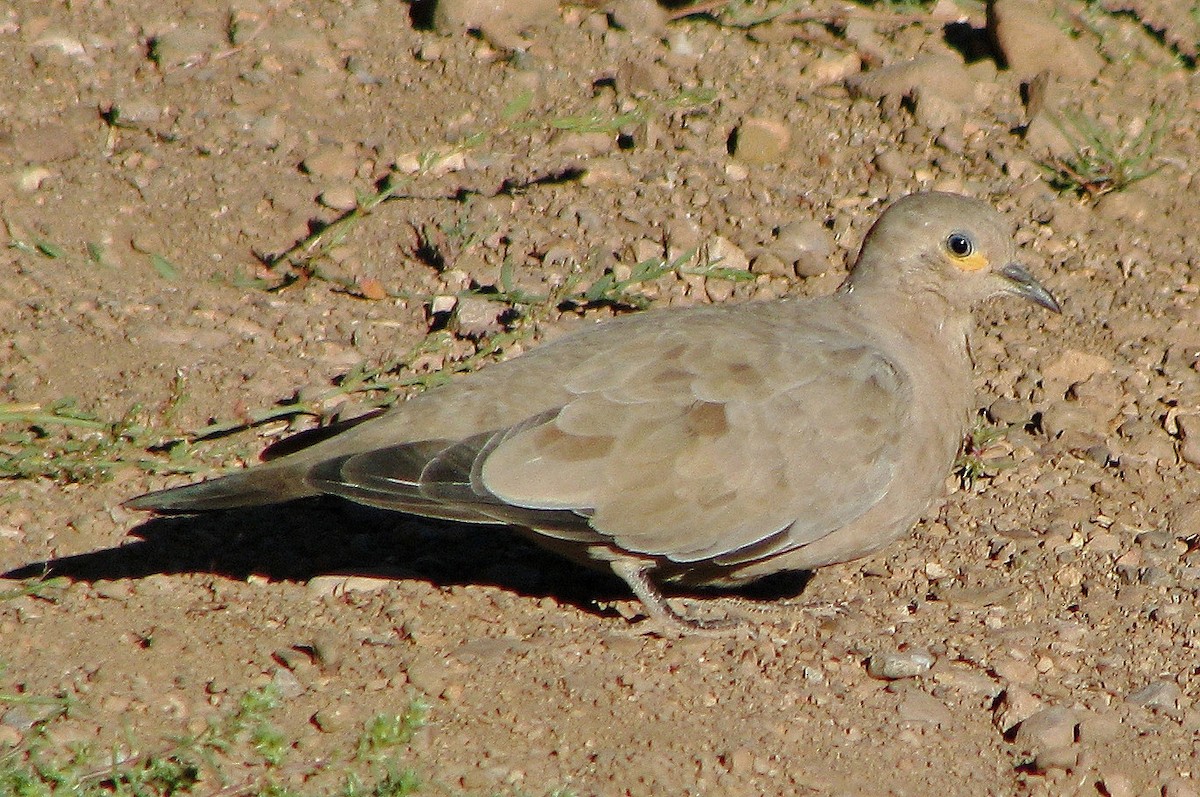 Black-winged Ground Dove - ML114244771