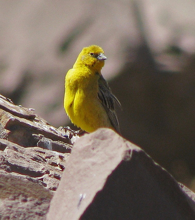 Greater Yellow-Finch - ML114245641