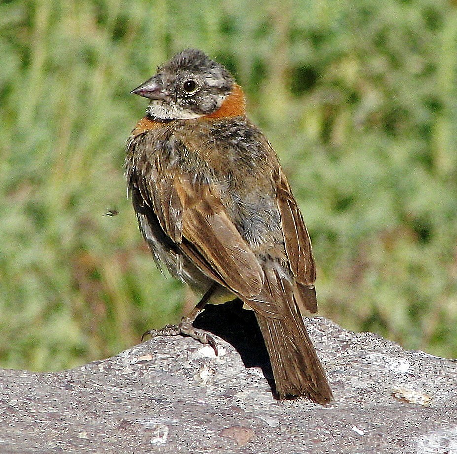 Rufous-collared Sparrow - ML114246071