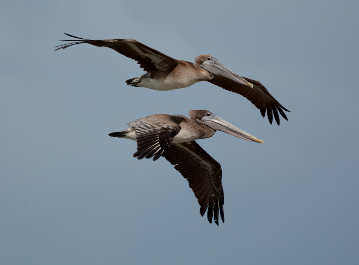 pelikán hnědý - ML114247351
