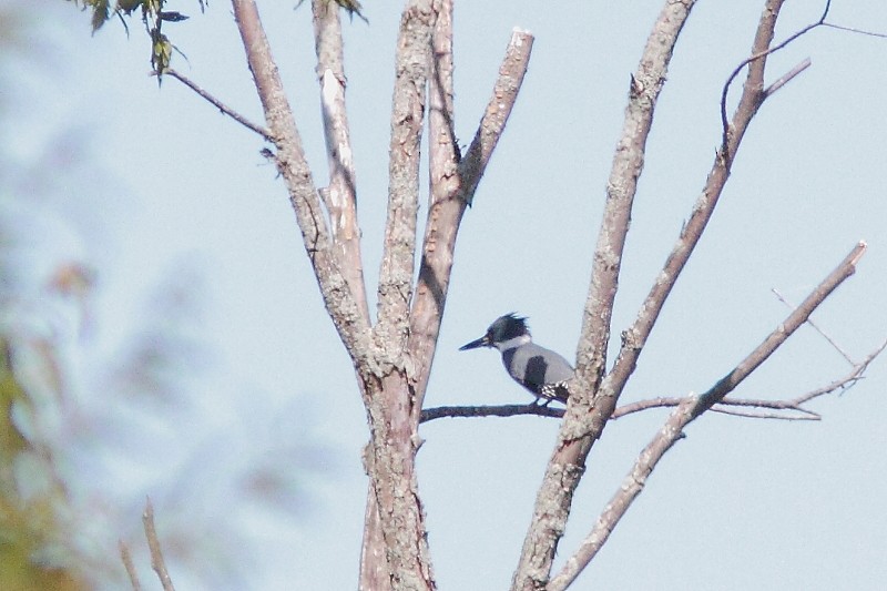Belted Kingfisher - ML114252471