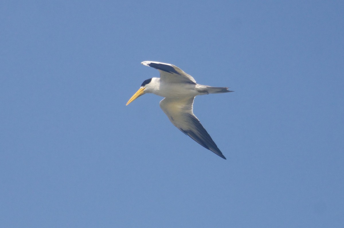 Large-billed Tern - Jan Cubilla