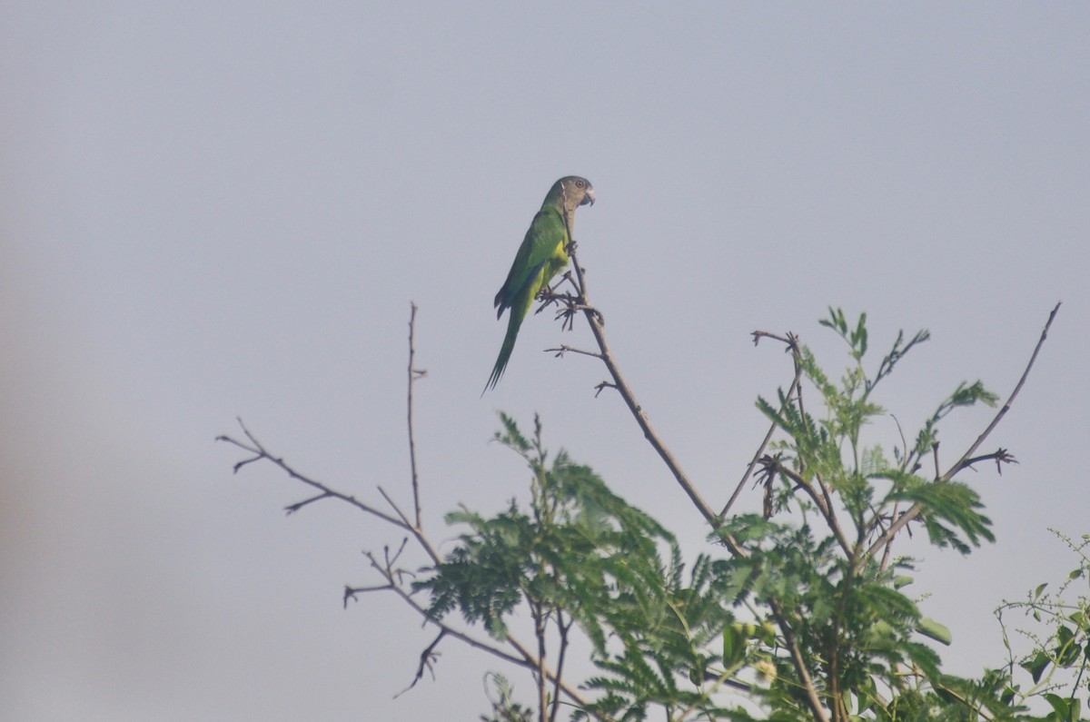 Brown-throated Parakeet (Brown-throated) - Jan Cubilla