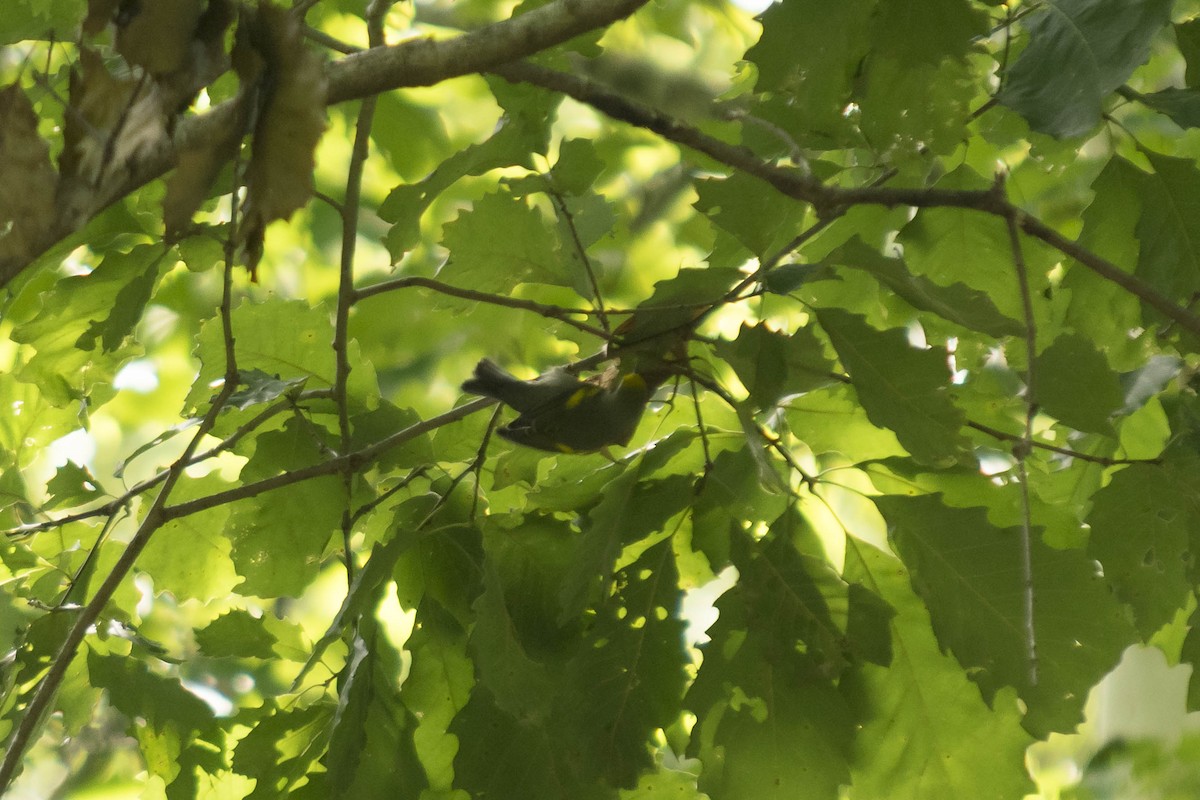 Golden-winged Warbler - Reed Gerdes
