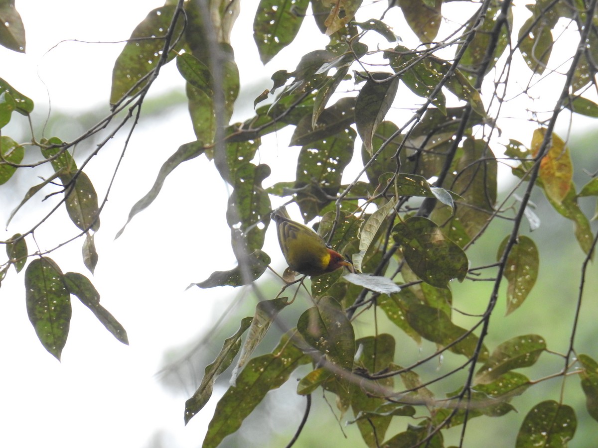 Rufous-headed Tanager - ML114257031