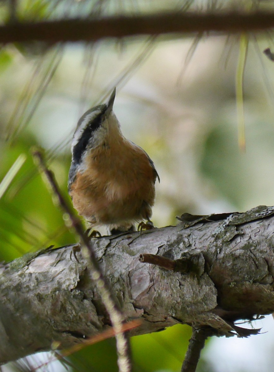 Red-breasted Nuthatch - ML114257051