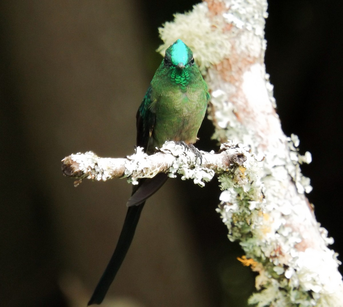 Long-tailed Sylph - ML114259321