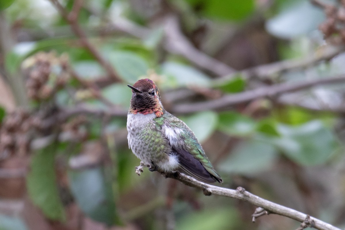 Anna's Hummingbird - ML114259721