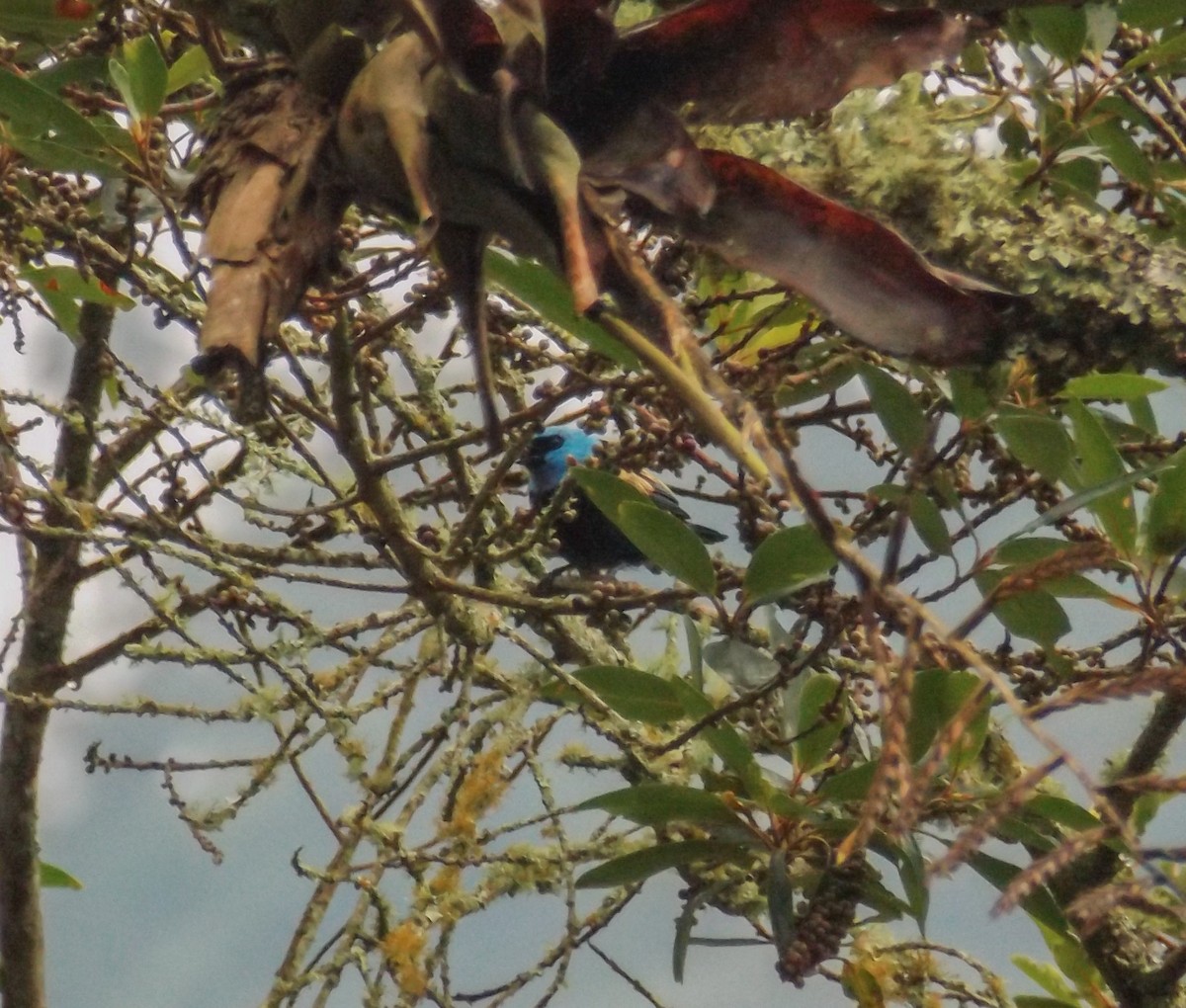 Blue-necked Tanager - ML114261231