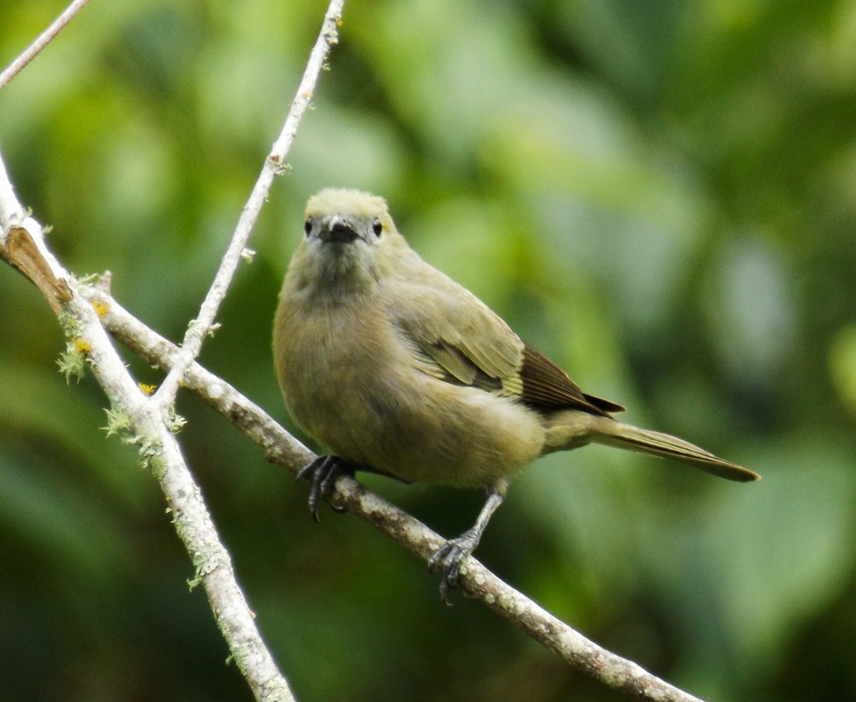 Palm Tanager - ML114262641
