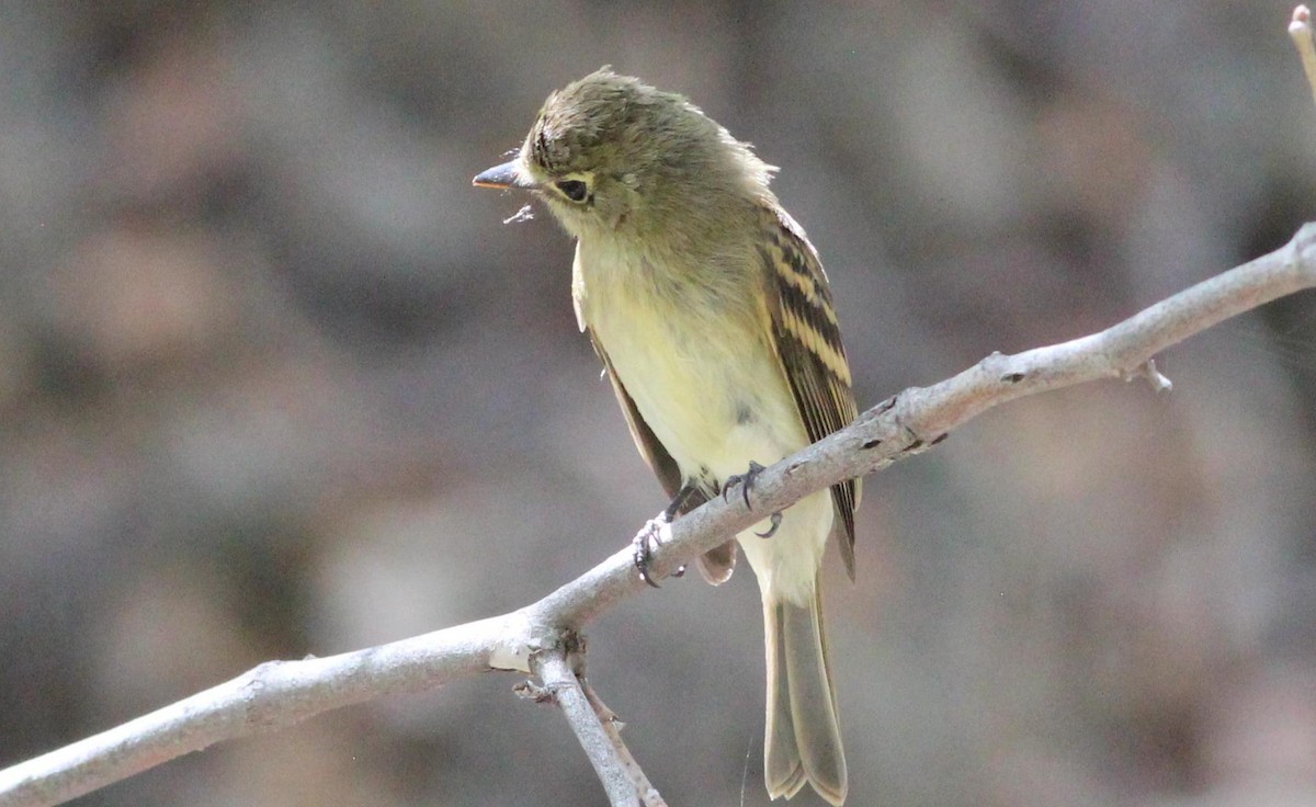 Western Flycatcher (Pacific-slope) - Gary Leavens