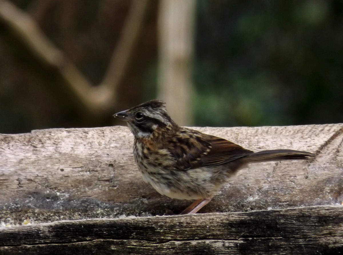 Rufous-collared Sparrow - ML114263301